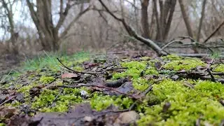 Весна 2024. Звуки природи. Звуки дощу. Nature.