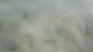 Sand crabs digging in the ocean - Guam