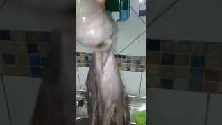 8 oyoq
