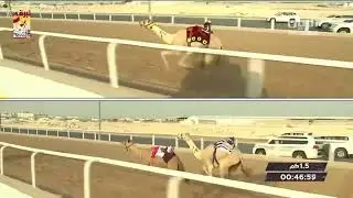 البث المباشر ... السباق التمهيدي الثاني (ميدان الشحانية) للمفاريد 15-8-2020