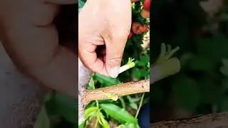 #comment the type of #grafting #farming #youtubeshorts
