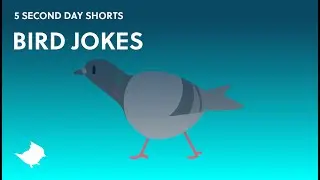 BIRD JOKES by Alexis Hidlebaugh - Titmouse 5 Second Day