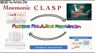 Positive Feedback Mechanism | Most Easy to Remember | Mnemonic | Homeostasis