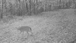 Whitetail Deer curious about a Ruffed Grouse @PAGameCommissionHDQTRS #pawilds #whitetaildeer