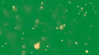 gold sparkles green screen | green screen glitter effect | flying sparkles green screen