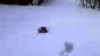 снежный кот