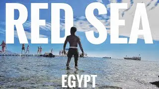Swimming on the RED SEA in Sharm El-Sheikh | World Youth Forum #redsea