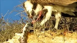 Osprey Eats Baby Leopard Shark (California)
