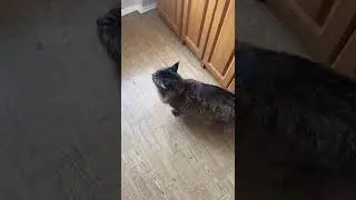 #Мейн