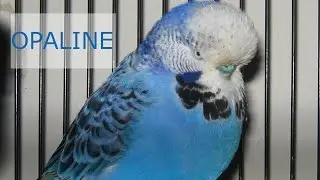 Mutation Mondays: Opaline mutation