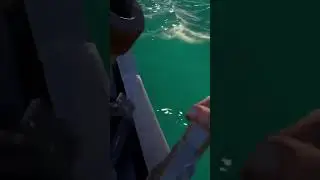 i love the sea of thieves servers