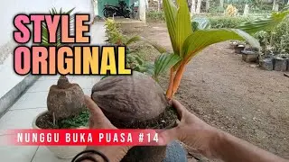 Nunggu Buka Puasa Part 14 || Merawat Bahan Bonsai Kelapa Gading Original