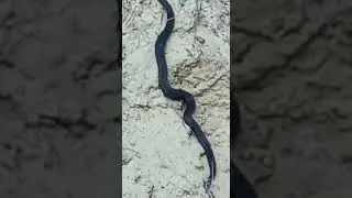 Змея приползла проверить сварочные швы....