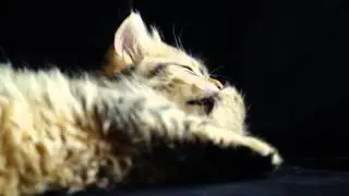 Snowgum Pancho- Siberian Kitten Playing Sydney Australia