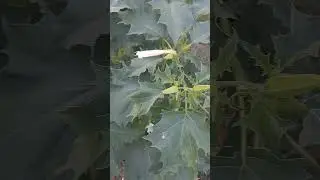 Datura stramonium #flora #datura #solanaceae #plants #weedscience