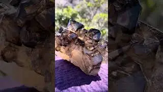 開花 / Smoky Elestial Quartz 〜 わたしとともに在る輝き