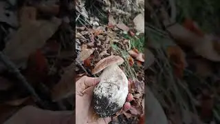 3 PORCINI..(uno più bello dell'altro)