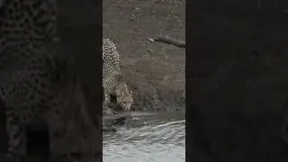 Nayak nahin khalnayak | JAGUAR VS CROC Fight  #shorts