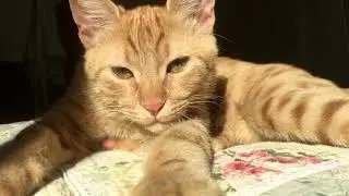 Sleeping Cat 2