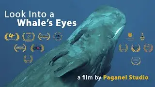 Look Into the Eyes of a Whale