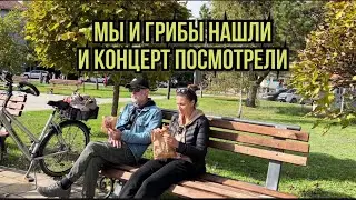 Грибы мы все-таки нашли. #переездвсербию #синдикилайф #ремонтдома