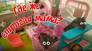 РЕАЛЬНАЯ ЖИЗНЬ мамы-хомячка🐹 Сериал про хомячков