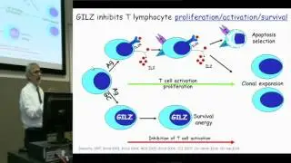 Azione antiinfiammatoria dei glucocorticoidi - Carlo RICCARDI, Università degli Studi di Perugia