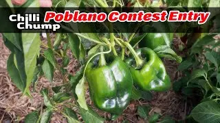 Chillichump Poblano Contest Entry