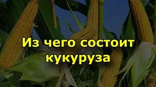 Из чего состоит кукуруза?