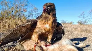 Falconry | Dirt Hawking | November 25