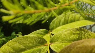 Маленький балкончик с экзотическими растениями в лучах солнца☀ 🌿