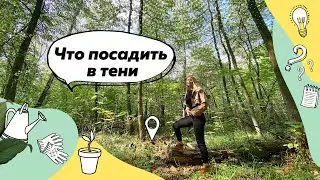 Что посадить в тени? | Теневой цветник | Теневыносливые растения