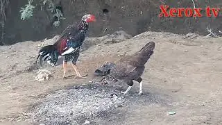Chickens fun Hen Full video Rooster Compilation December 1, 2020