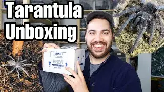 TARANTULA UNBOXING | SALMON PINK BIRD EATER!