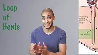 Loop of henle  شرح بالعربي