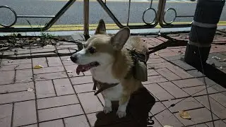 야밤에 웰시코기 산책 웰시웰시