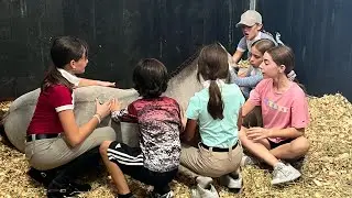 Memories of my horse show weekend😆 