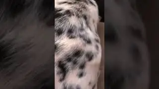 #dog