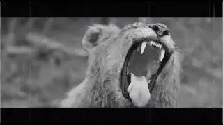 Poori - SAVA (Official Audio)