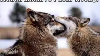 Funny animal pics 2