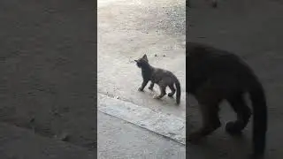 kucing #mpus