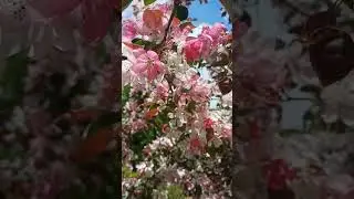 #цветы #flowers #flover #nature #сад #сады #цветущиецветы #цветущийсад #россия