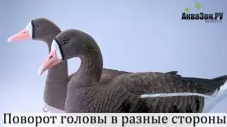 Обзор Плавающие чучела гусей Белолобый Softplast Живое перо  Чучела гусей Аквазон ру