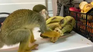 Дерёмся из-за банана.