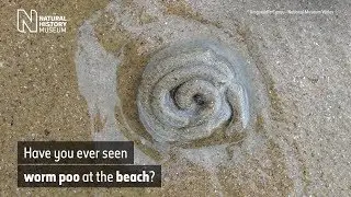 Lugworm poos and the secrets they hold | Natural History Museum