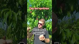 Сатурн -  слаще просто нет!