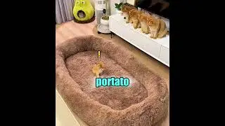 Dolce gattino. Qual è il segreto 😱🐈