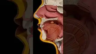 How We Swallow | Complete Anatomy