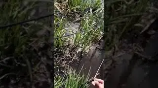 Крупный карп на кукурузу