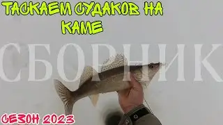 таскаем судаков на р.кама/воткинское водохранилище/сезон 2023/сборник